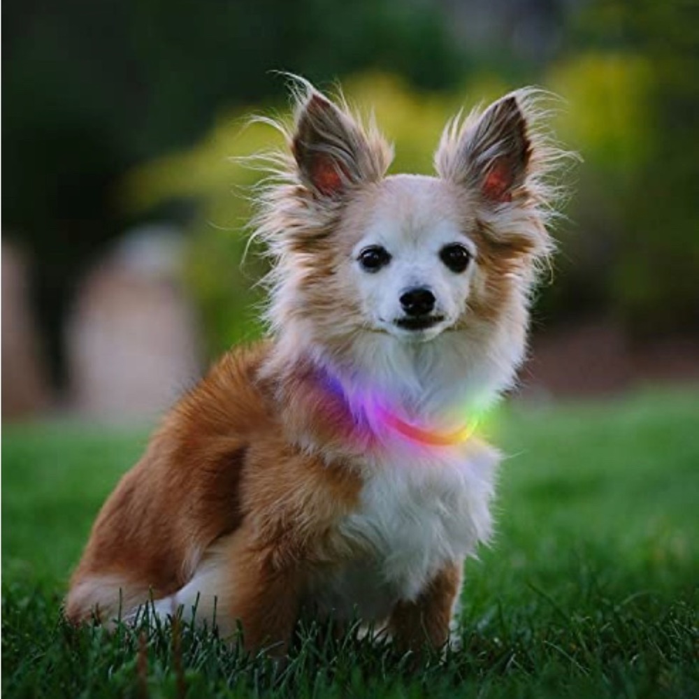 🆕LED Pet Safety Necklace; Glow in the Dark neon green Pet Safety Necklace - Picture 11 of 16
